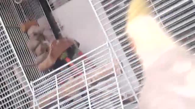 Bindi's New Game : Pterodactyl