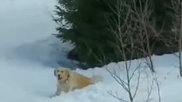 cute dog happy