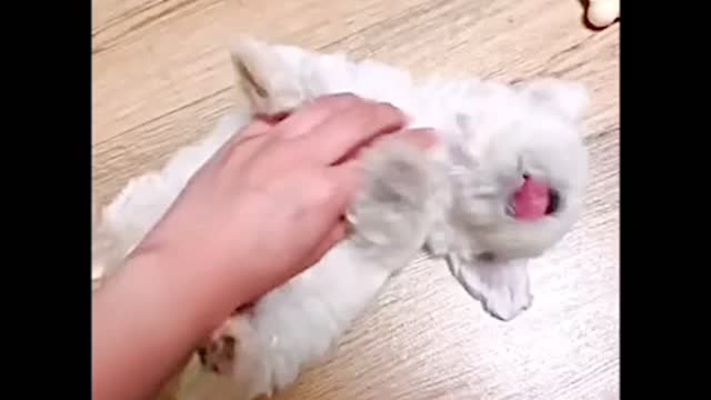 뚜부 애기때 귀여운 일상