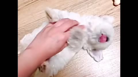 뚜부 애기때 귀여운 일상