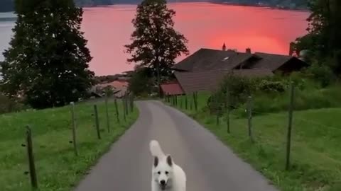 pink sunset and dog