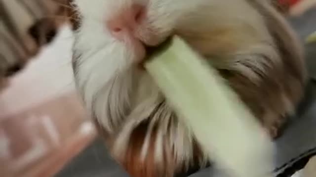 Cute Guinea Pig | My sister's new pet