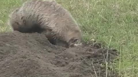 Badger Carrying Young