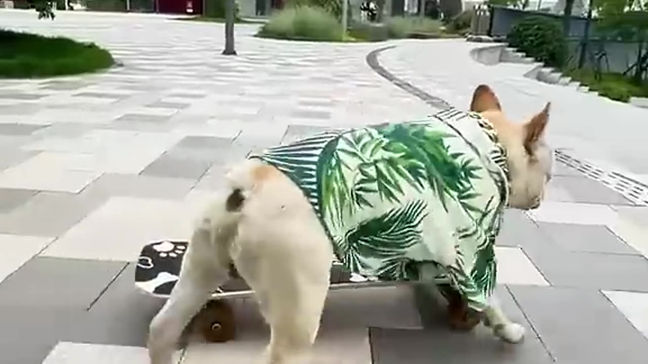 Cool dog😎！Bulldog play skateboard will actually go down the stairs😎 #dog #bulldog #frenchbulldog