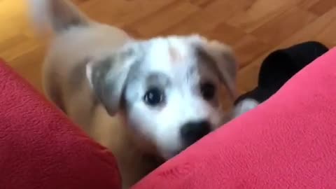 Small white and grey puppy trying to jump onto red couch