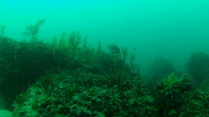 Underwater GoPro Video of Fishing Red Grouper Eats Pinfish and is Hooked!.webm