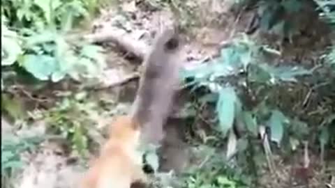 Dog VS Dog Funny Fight - Funny Dog Fight Videos Compilation