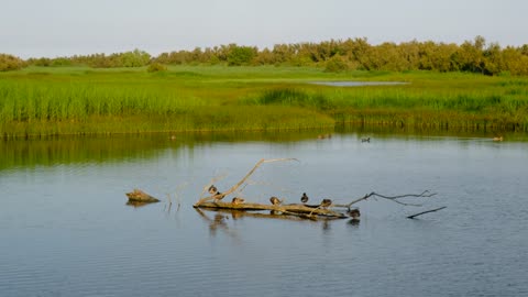 Beautiful Nature Video