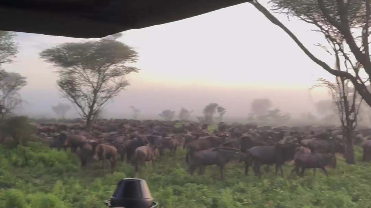 ( Tanzania 🇹🇿) For the Calving Season 😮‍💨🙌