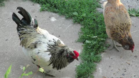 Meet Our farm's flock...