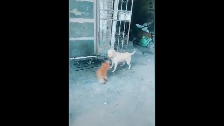 Watch Chicken VS Dog Fight Video (Funny Fight)