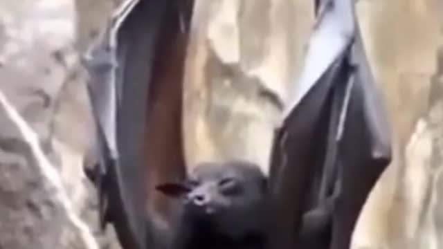 Bats with claws