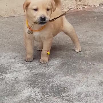 Puppy thinks this leaf is a bone.