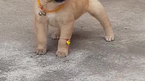 Puppy thinks this leaf is a bone.