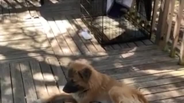 Cat Pampers Dog With Belly Rub