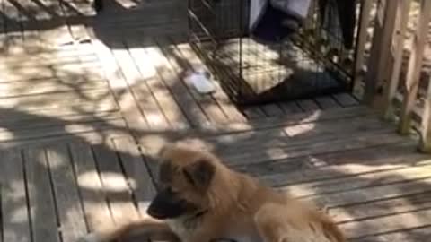 Cat Pampers Dog With Belly Rub