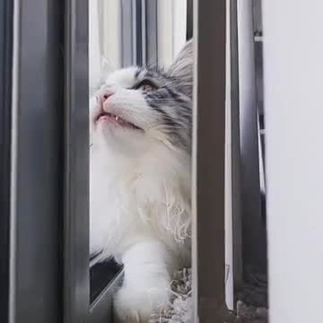 Gato observando aves hace ruidos ridículos y extraños