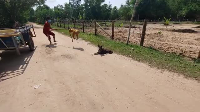 Prank Fake tiger on dog super funny