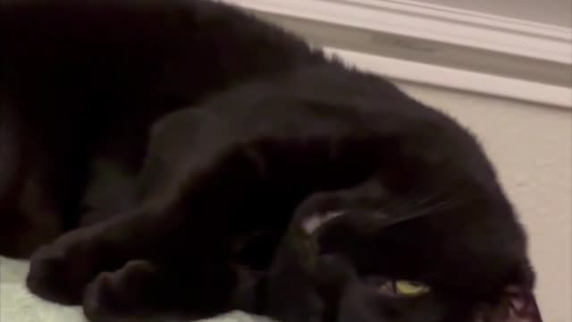 Adopting a Cat from a Shelter Vlog - Precious Piper Has a Peaceful Nap #shorts