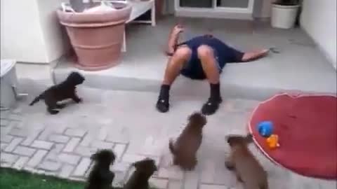 funny videos animals vs childs