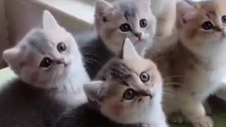 5 cute cats