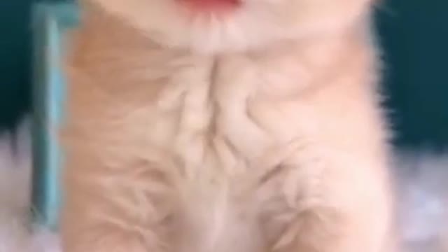 Cute Kitten Baby Cat Funny Cat Videos