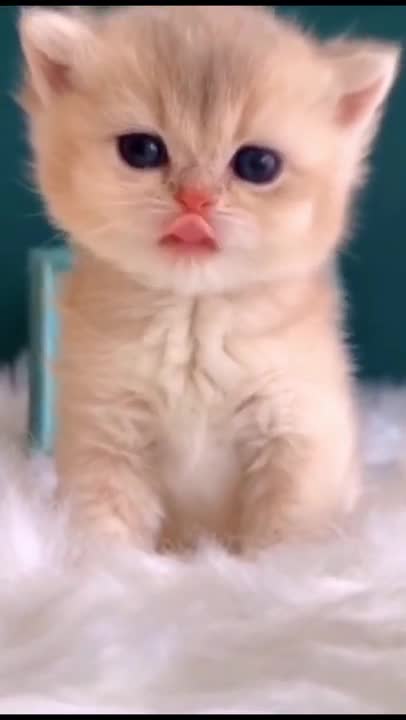 Cute Kitten Baby Cat Funny Cat Videos