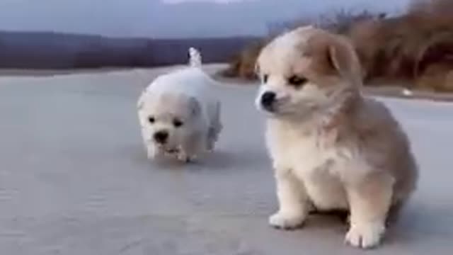 Most Funny - Cutest baby animals Videos Compilation | Cute moment of the animals #EWW32