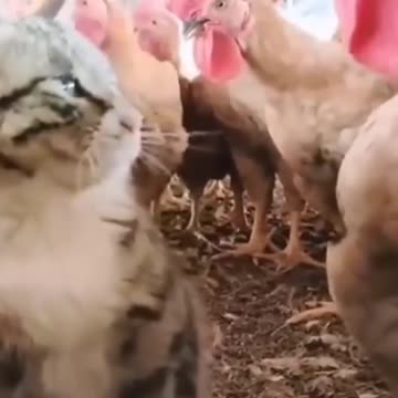 Cat cute funny video