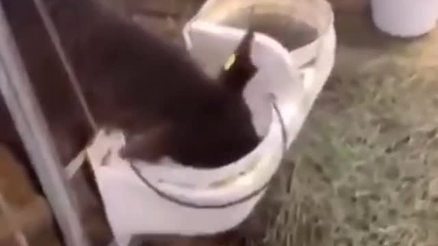 Cow drinking milk from bucket