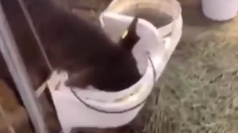 Cow drinking milk from bucket