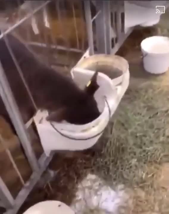 Cow drinking milk from bucket