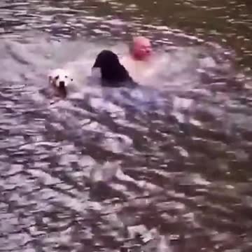 Two dogs jumped into the lake to save their owners