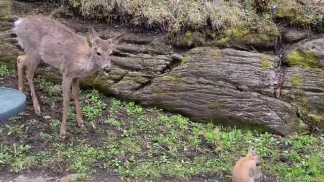 Fawn listens to human advice to be gentle to bunny rabbit