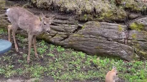 Fawn listens to human advice to be gentle to bunny rabbit