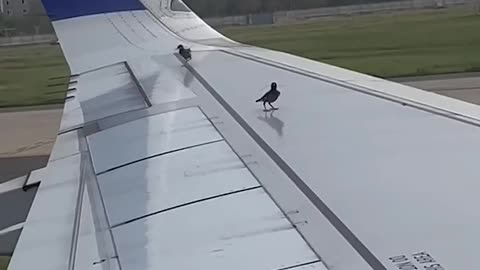 Birds Try to Perch on Airplane Wing