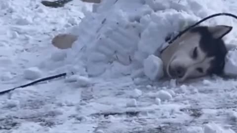 Funny husky dogs