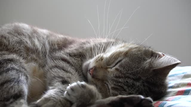 Little kitten is sleeping