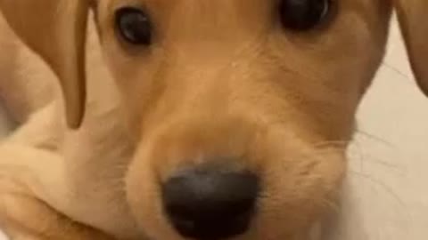 Cute puppy part 1