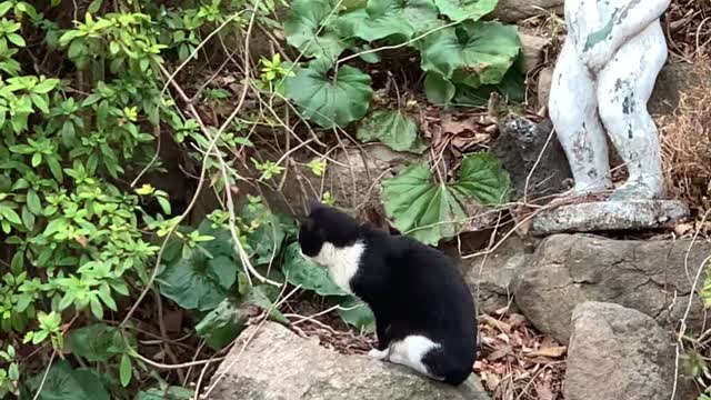 cat in the garden