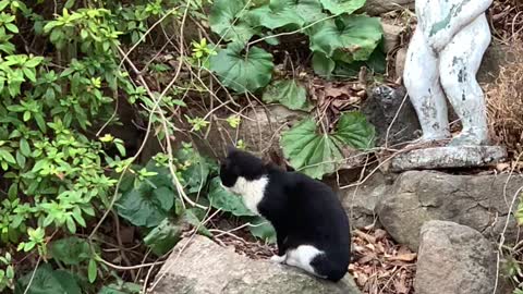 cat in the garden