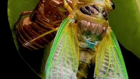 Cicada Emerges