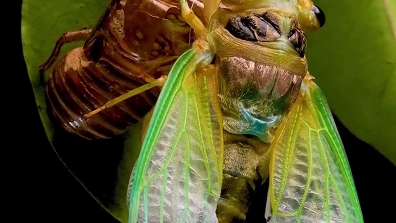 Cicada Emerges