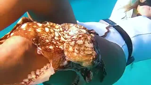 Divers Make Friends with Wild Octopus