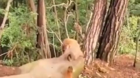 the little monkey fell from the tree and cried