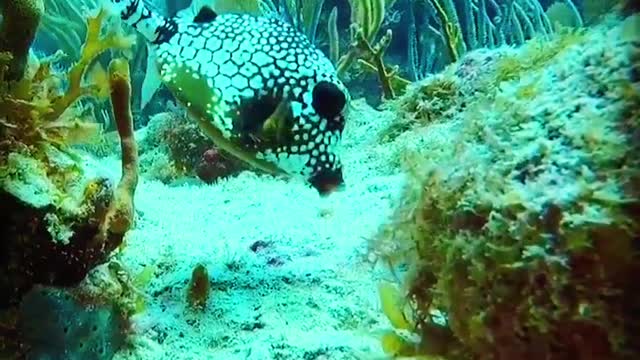 Really amazing fish video /swimming fish | colourful cute fish🌷🌷