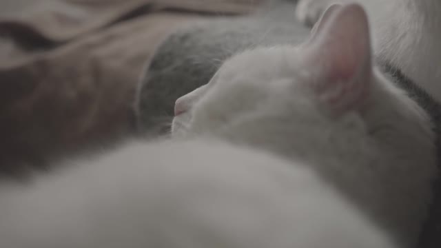 a cat sleep