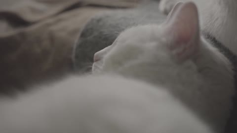 a cat sleep