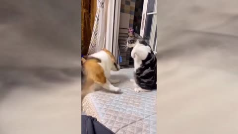 Cutest Cat Reaction When fight with Dog