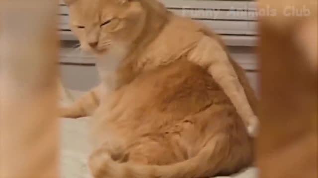 Cute Cat gone crazy | very funny try not to laugh ( must watch )